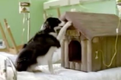 belinka – doggy