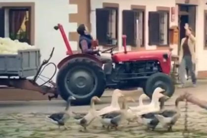 mercator – rooster